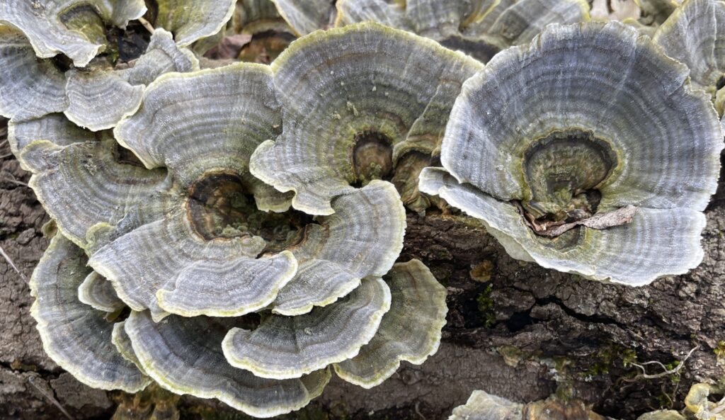 Close-up photo of grey-blue turkey tail mushrooms on a log